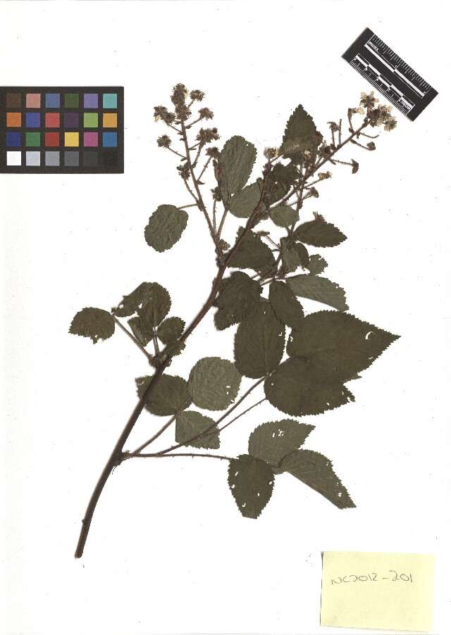 صورة Rubus allegheniensis Porter