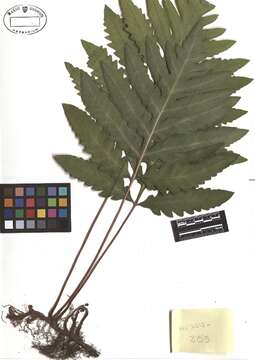 Image of sensitive fern