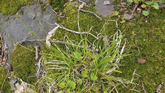 Image of Pennsylvania sedge