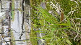 Image of Pennsylvania sedge