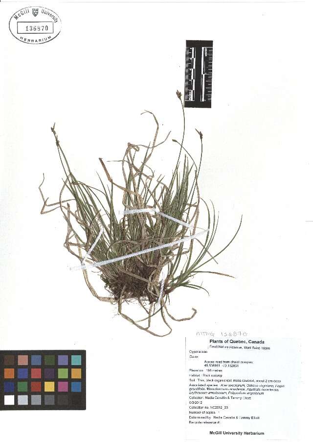 Image of Pennsylvania sedge