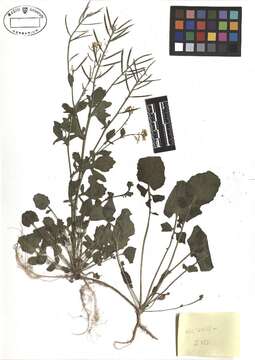 Image of winter-cress, yellow rocket