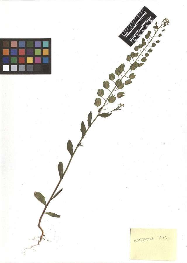 Image of field pennycress