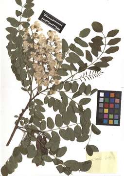 Image of black locust