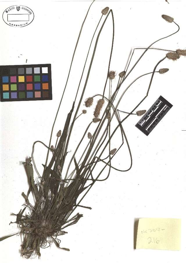 Image of Ribwort Plantain