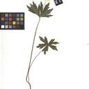 Image of Round-Leaf Thimbleweed