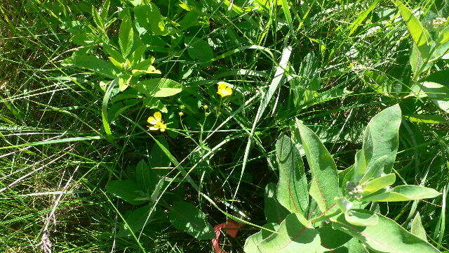 Image of common buttercup