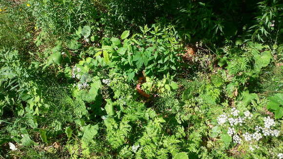 Imagem de Anthriscus sylvestris (L.) Hoffm.