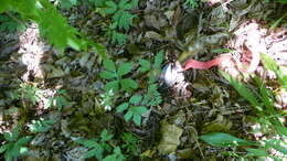 Sivun Hydrophyllum virginianum L. kuva