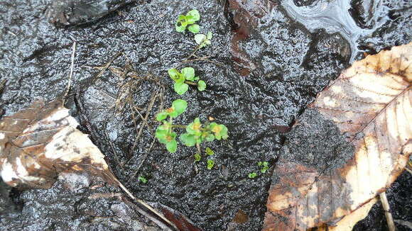 Plancia ëd Chrysosplenium americanum Schwein. ex Hook.