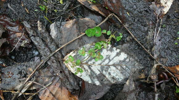 Plancia ëd Chrysosplenium americanum Schwein. ex Hook.