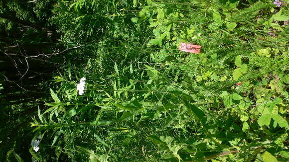 Image of yarrow, milfoil