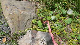 Image of creeping jenny