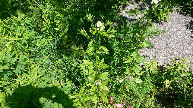 Image of eastern daisy fleabane