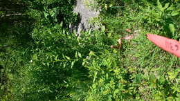 Image of eastern daisy fleabane