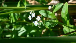 Image of Tufted Forget-Me-Not