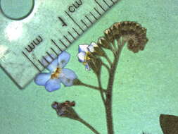Image of Tufted Forget-Me-Not