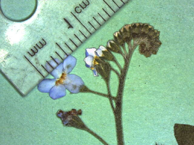 Image of Tufted Forget-Me-Not