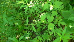 Image of white avens