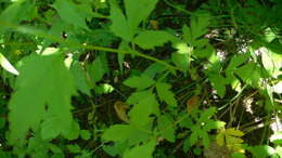 Image of white avens