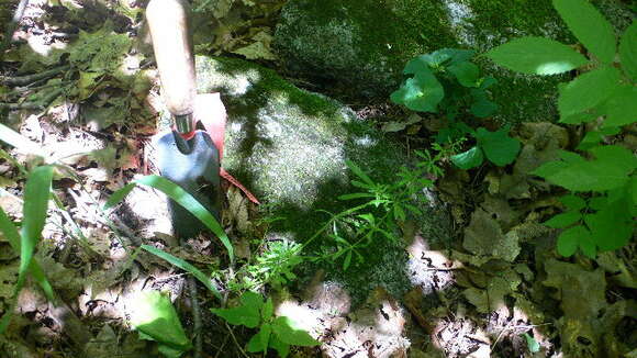 Image of Goosegrass