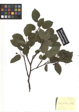 Image de Amelanchier arborea (Michx. fil.) Fern.