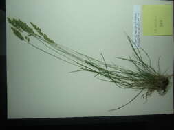 Trisetum spicatum (L.) K. Richt. resmi