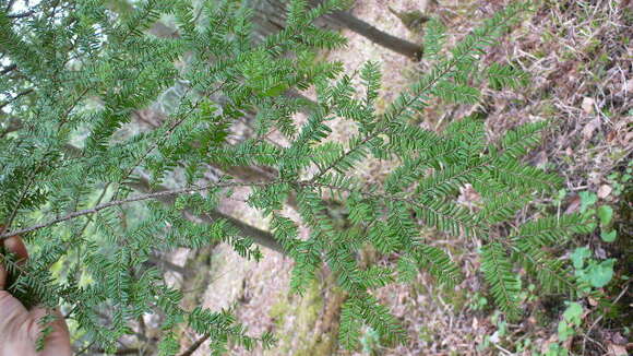 Image of eastern hemlock