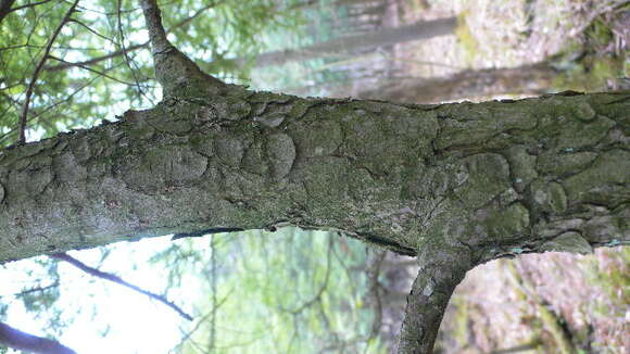 Image of eastern hemlock