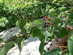 Image of roundleaf serviceberry