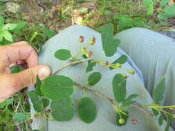 Image of roundleaf serviceberry