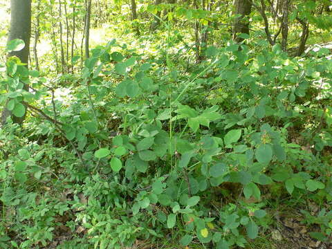 Image of roundleaf serviceberry