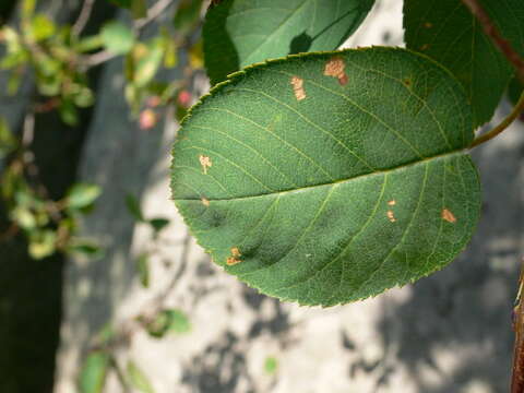 Image of roundleaf serviceberry