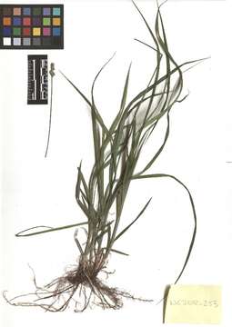 Image of Thin-Leaf Sedge