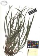 Image of pubescent sedge