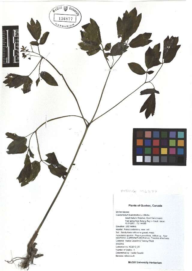 Image de Caulophyllum thalictroides (L.) Michx.