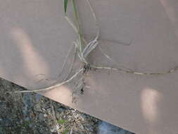 Image of quackgrass