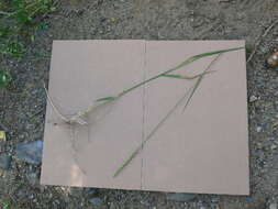 Image of quackgrass