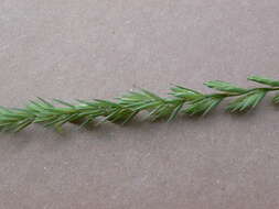 Image of quackgrass