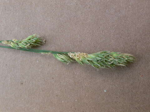 Image of Cocksfoot or Orchard Grass