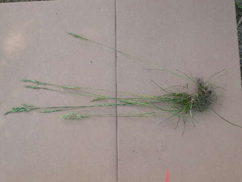 Image of hard fescue