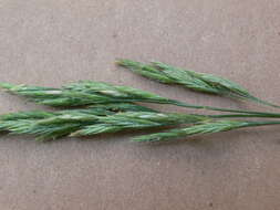 Image of hard fescue