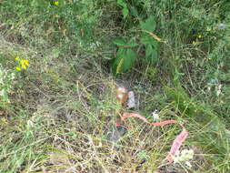 Image of Brown fox sedge