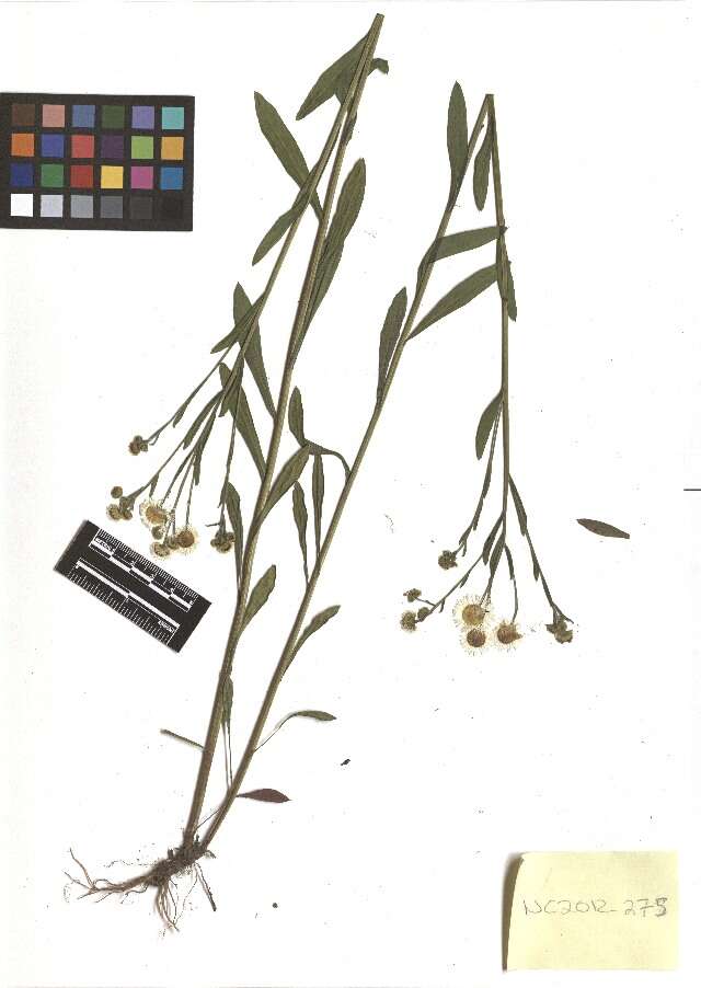 Image of prairie fleabane