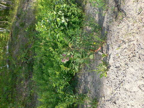 Image of common milkweed