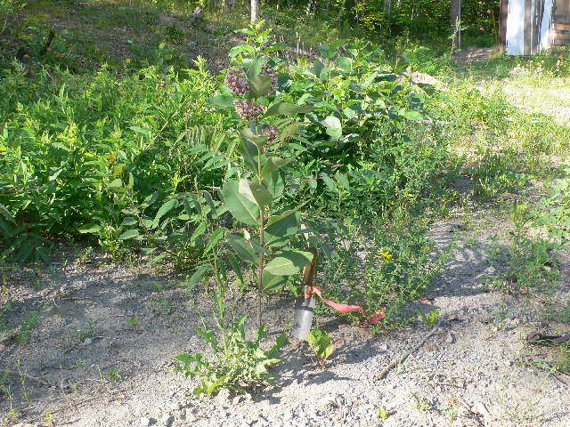 Image of common milkweed