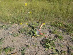 Image of charlock mustard