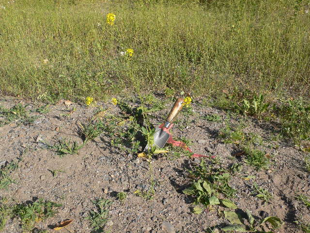 Image of charlock mustard