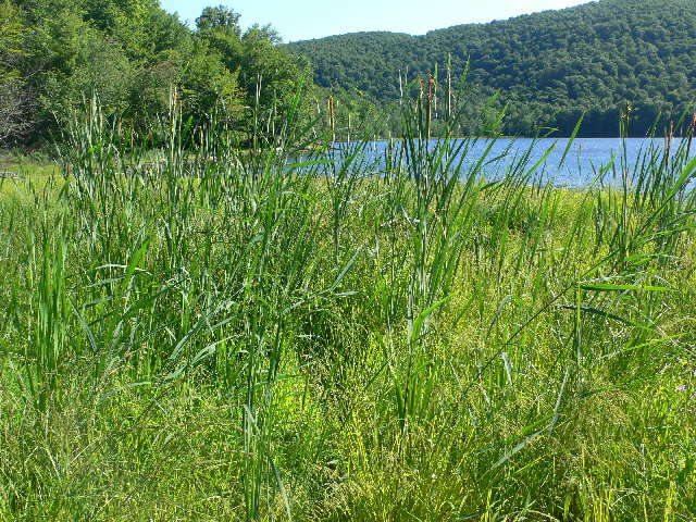 Image of broadleaf cattail