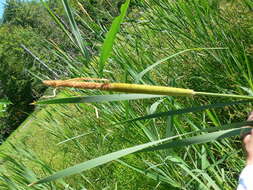 Image of broadleaf cattail